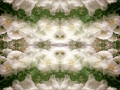 DancingPeonies-EllenStagg