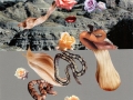 carl_e_smith_flora_fauna_ii_5