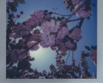 Cherry Blossoms2