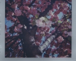 Cherry Blossoms3