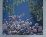 Cherry Blossoms4
