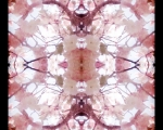 ExpoldingCherryBlossoms