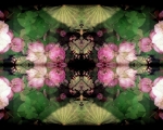 LotusInDarkWaters