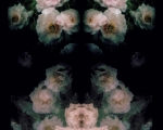 PeoniesatNight