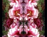 PeoniesintheSun
