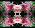 PinkPeoniesPopping