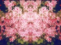 FlowersofPink