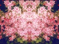 FlowersofPink