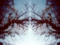 theTreesTouch