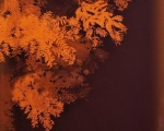 NightGazingTangerineSilkscreenonAcylicSheet36x24223800