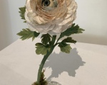 Leda_Ranunculus