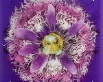 Passionfloweroiland silkscreenonacrylicsheet24x24inches$2000