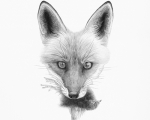 Fox_detail