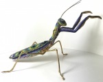 Baby-Bug