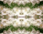 DancingPeonies-EllenStagg