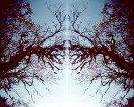 theTreesTouch