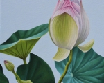 High-Res_lotus-75-300dpi