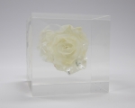 WhiteWhiteRose