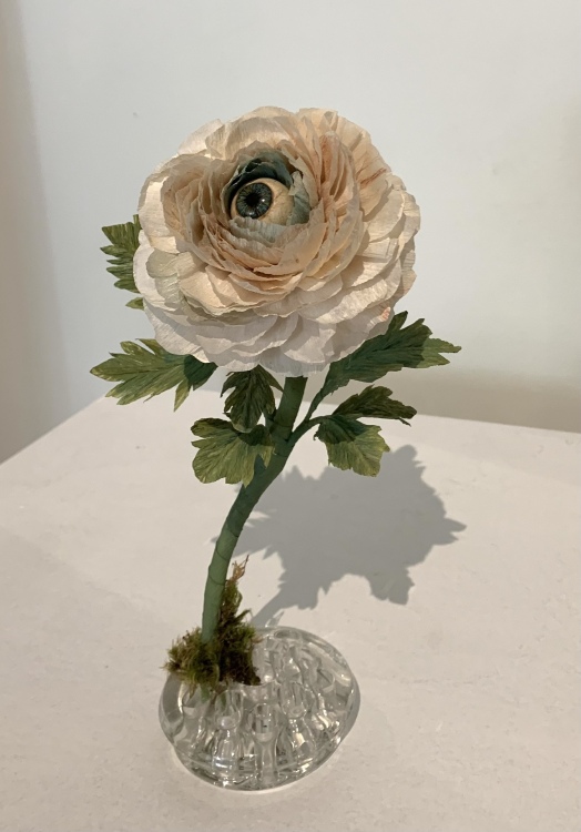 Leda_Ranunculus